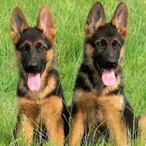 人生的挑战，经营，普罗特，杜高犬，比特犬