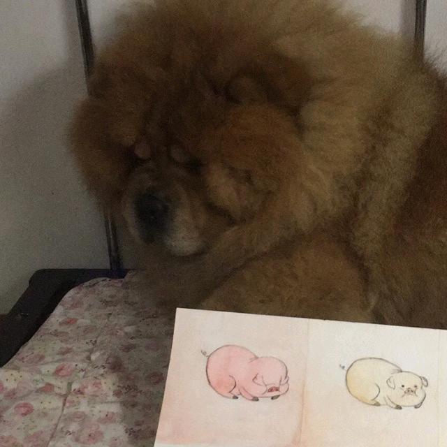 一个斑马🦓