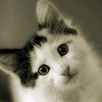 黑猫游世界