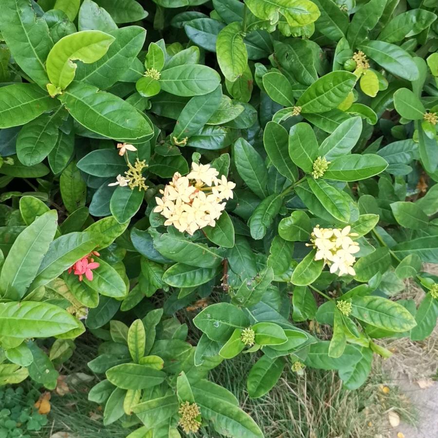 。小小