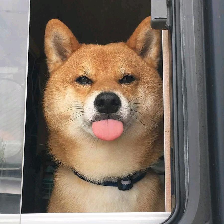 冲动小新