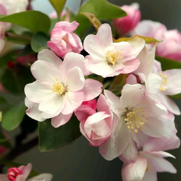 🌸玉树🎄银🌺花🍀🌸