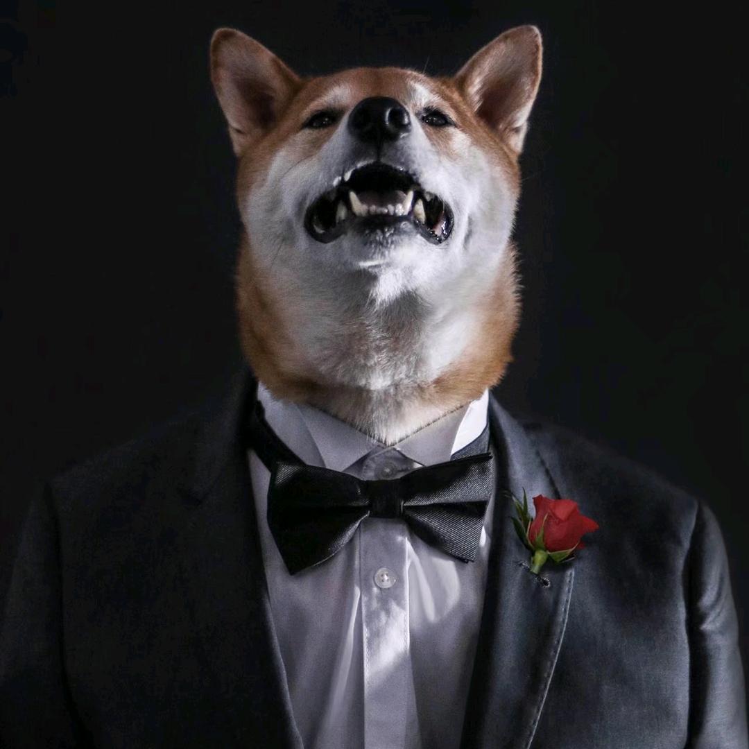 柴犬才是主流