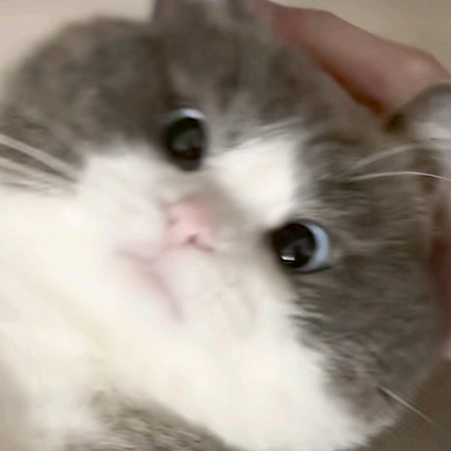 獭獭