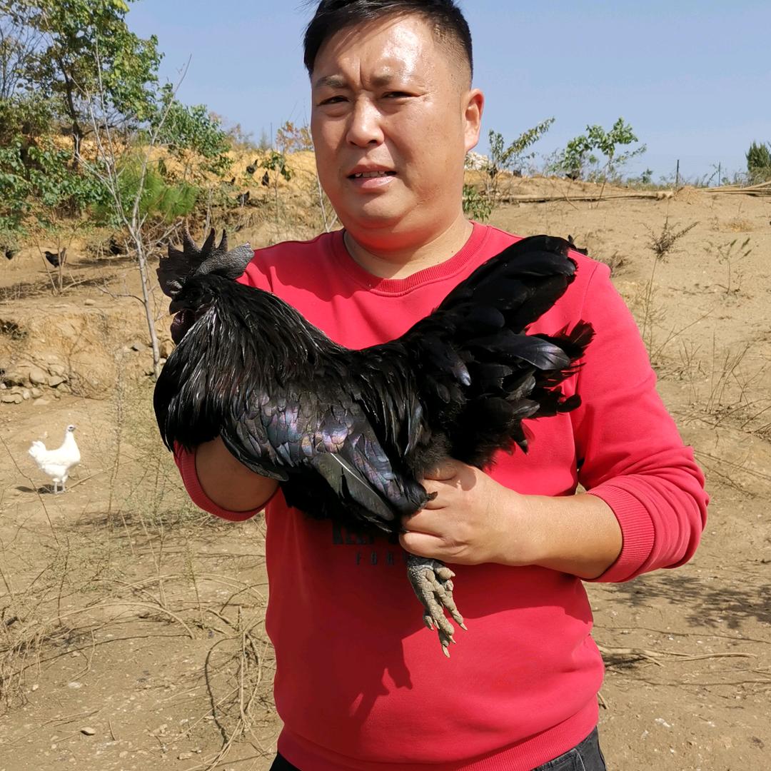 孔雀平哥