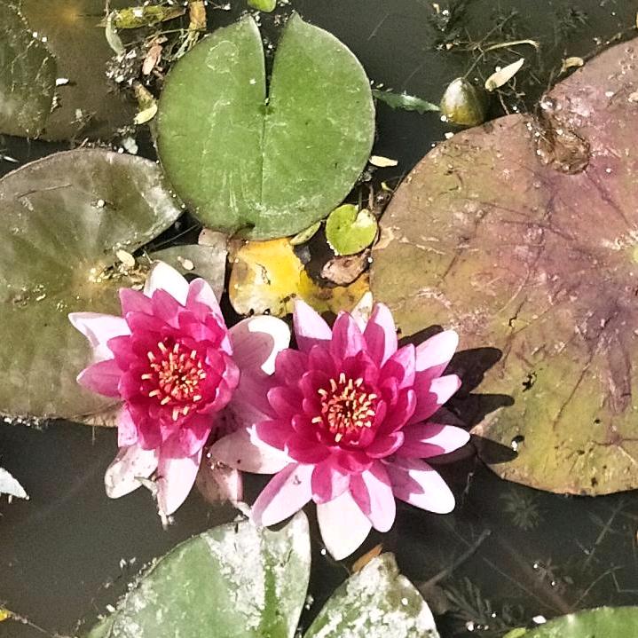 暖暖的伴