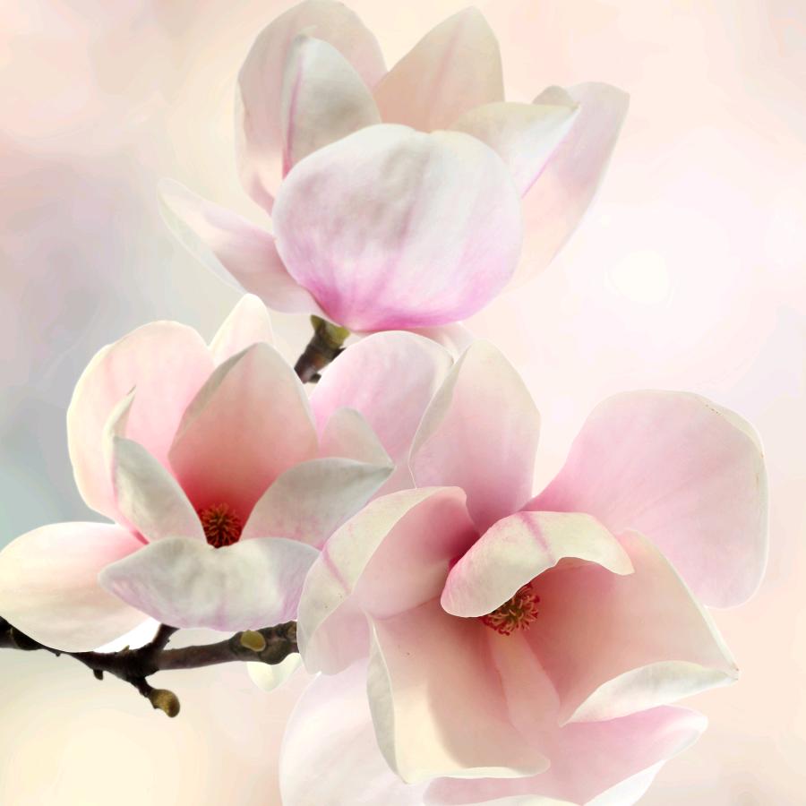 ₍˄·͈༝·͈˄*₎◞ ̑̑钰梵