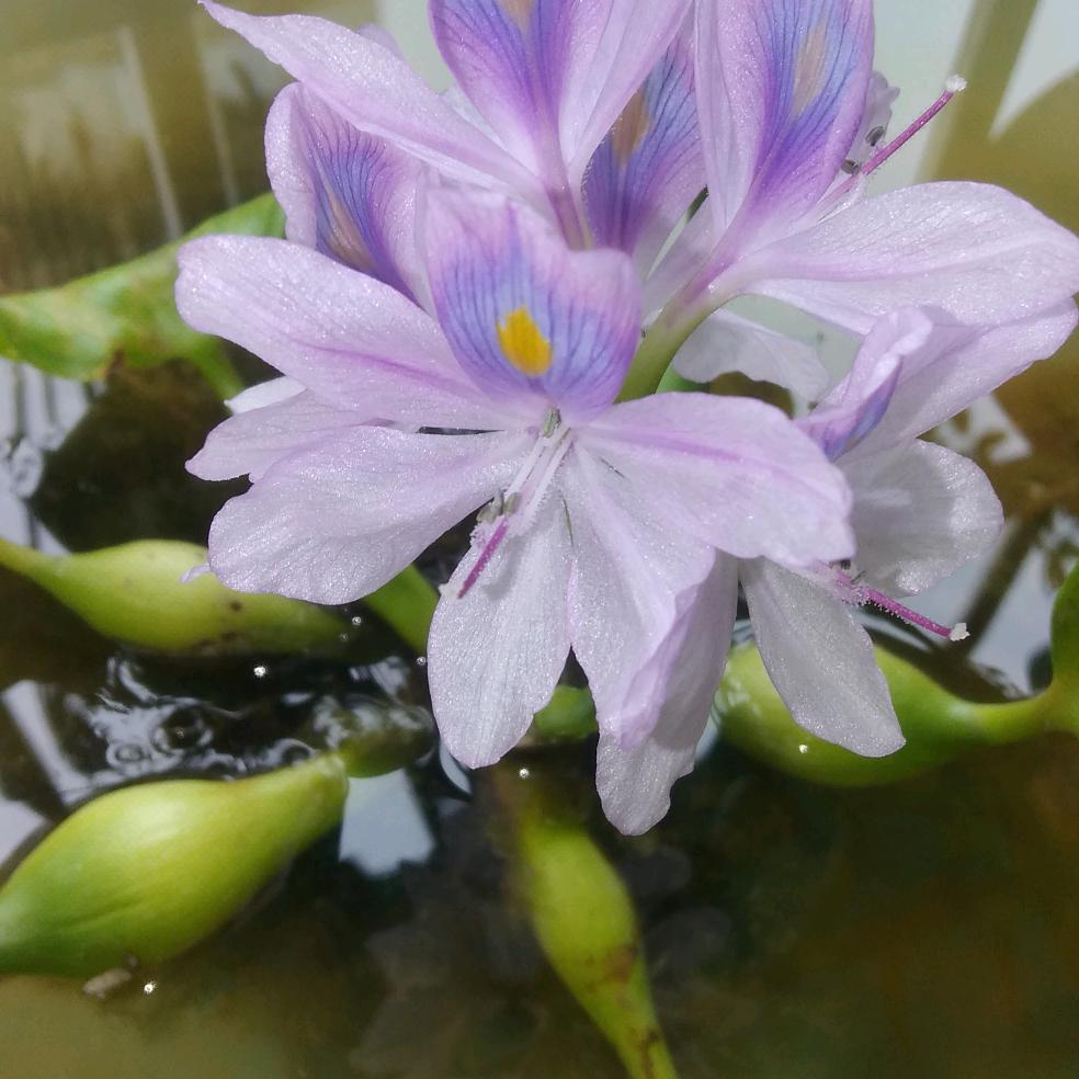 东海