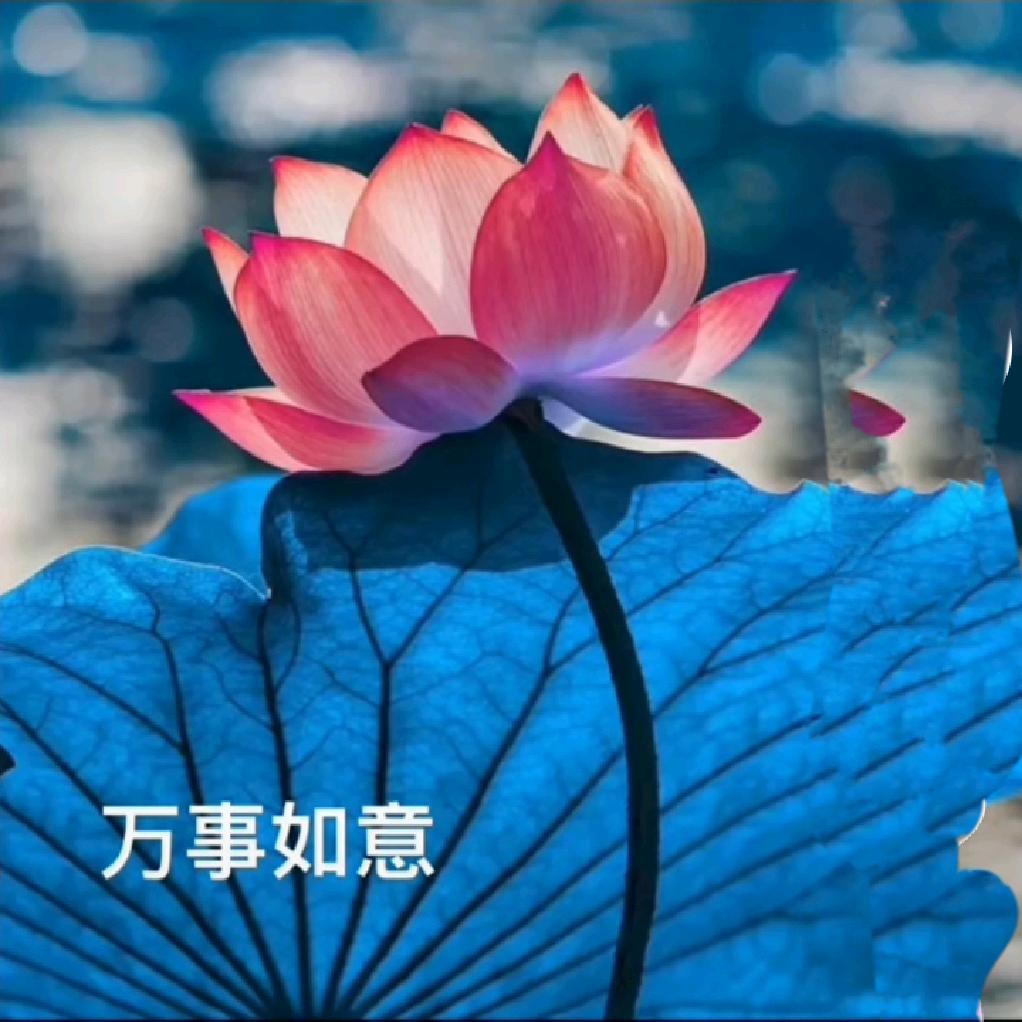 执着的爱 ，