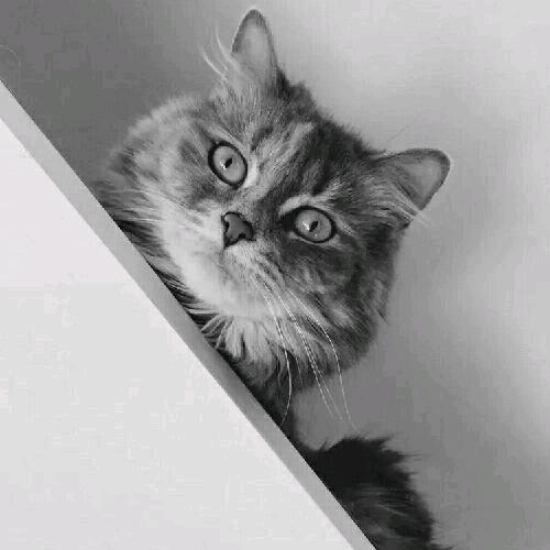 鼓嘚猫😈宁
