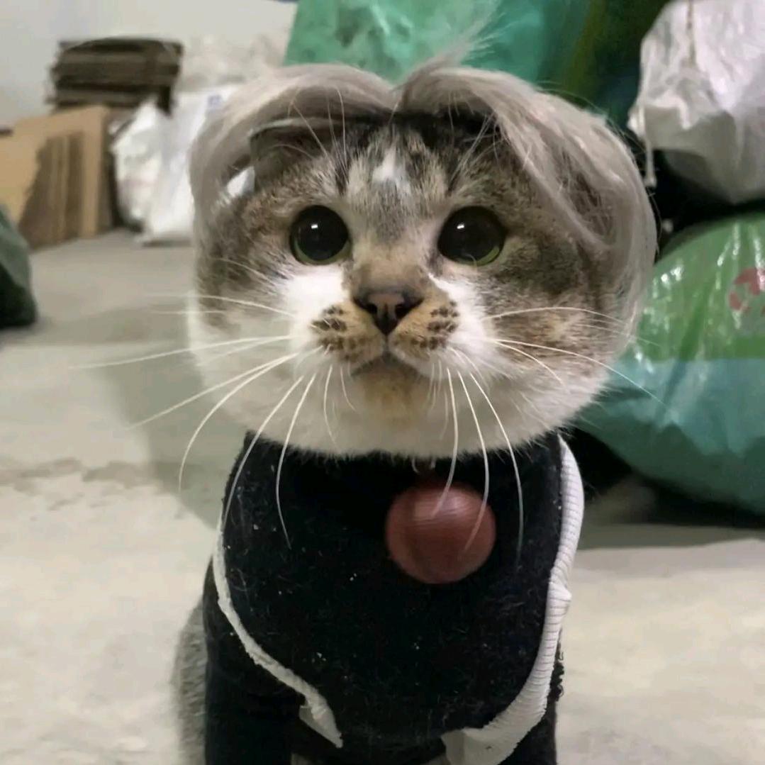 坤猫