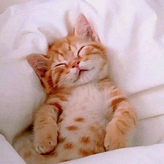 海鑫  红膏大闸蟹