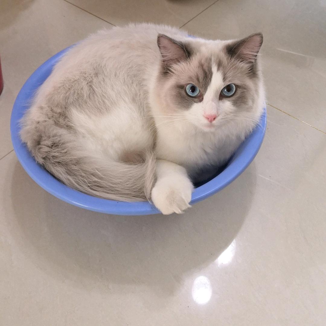 单晶冰糖