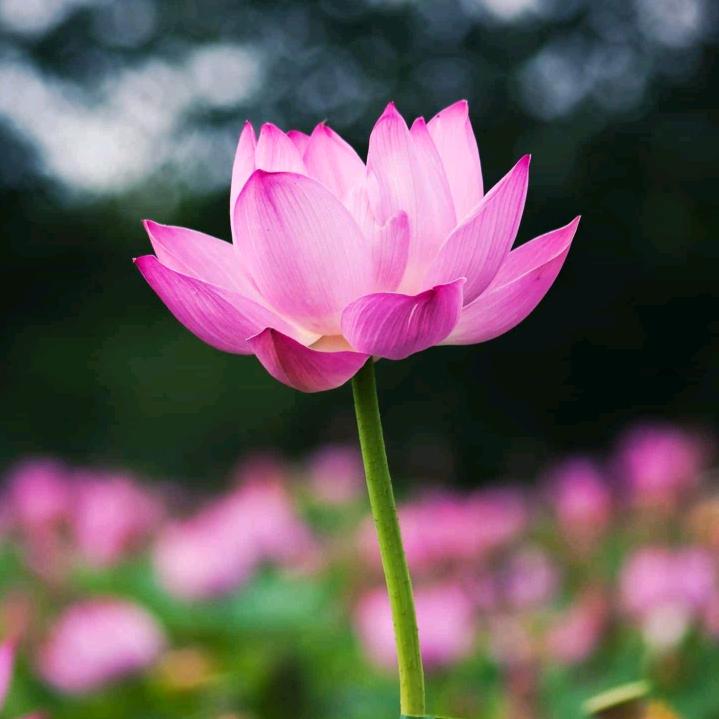 阳光明媚