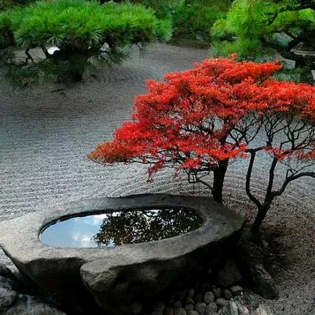 木石能言