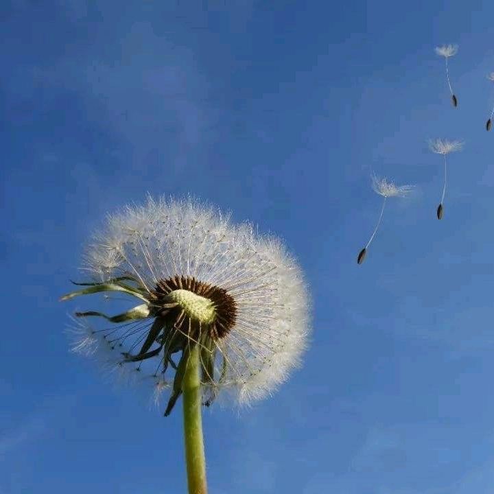 dandelion