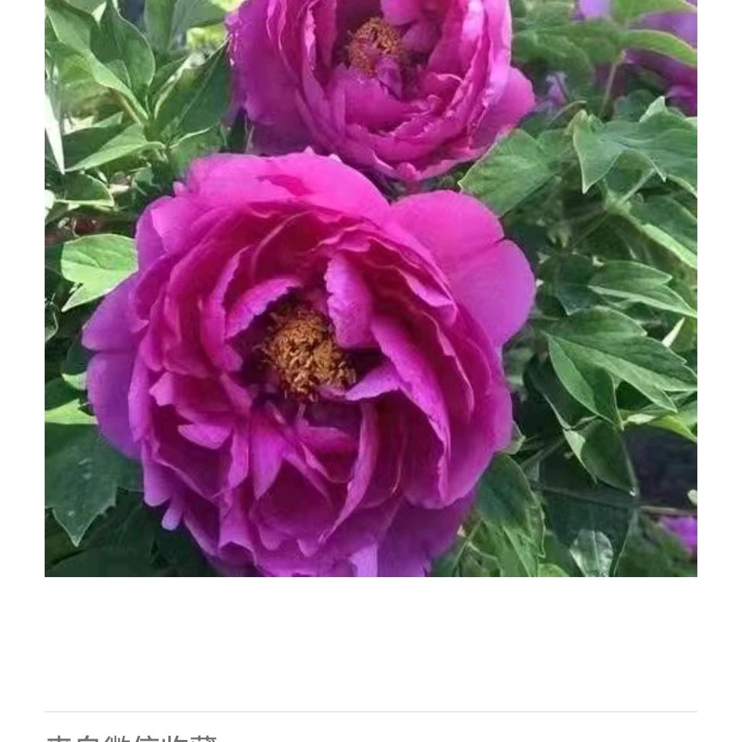 一顺利