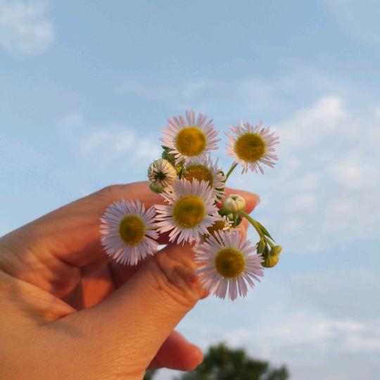 ☀︎小女翩翩♪