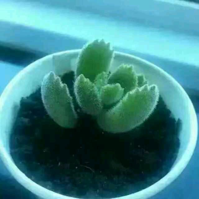 顺心顺意