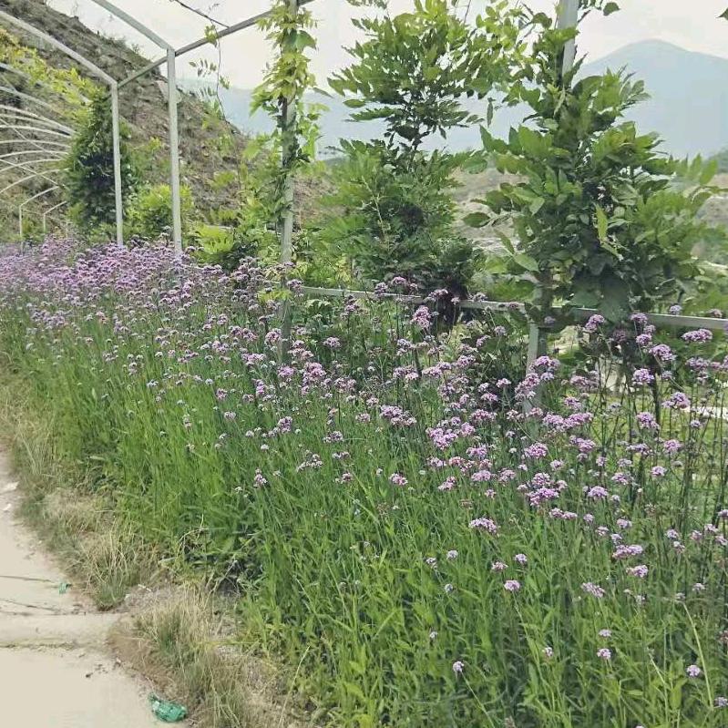 花好人间