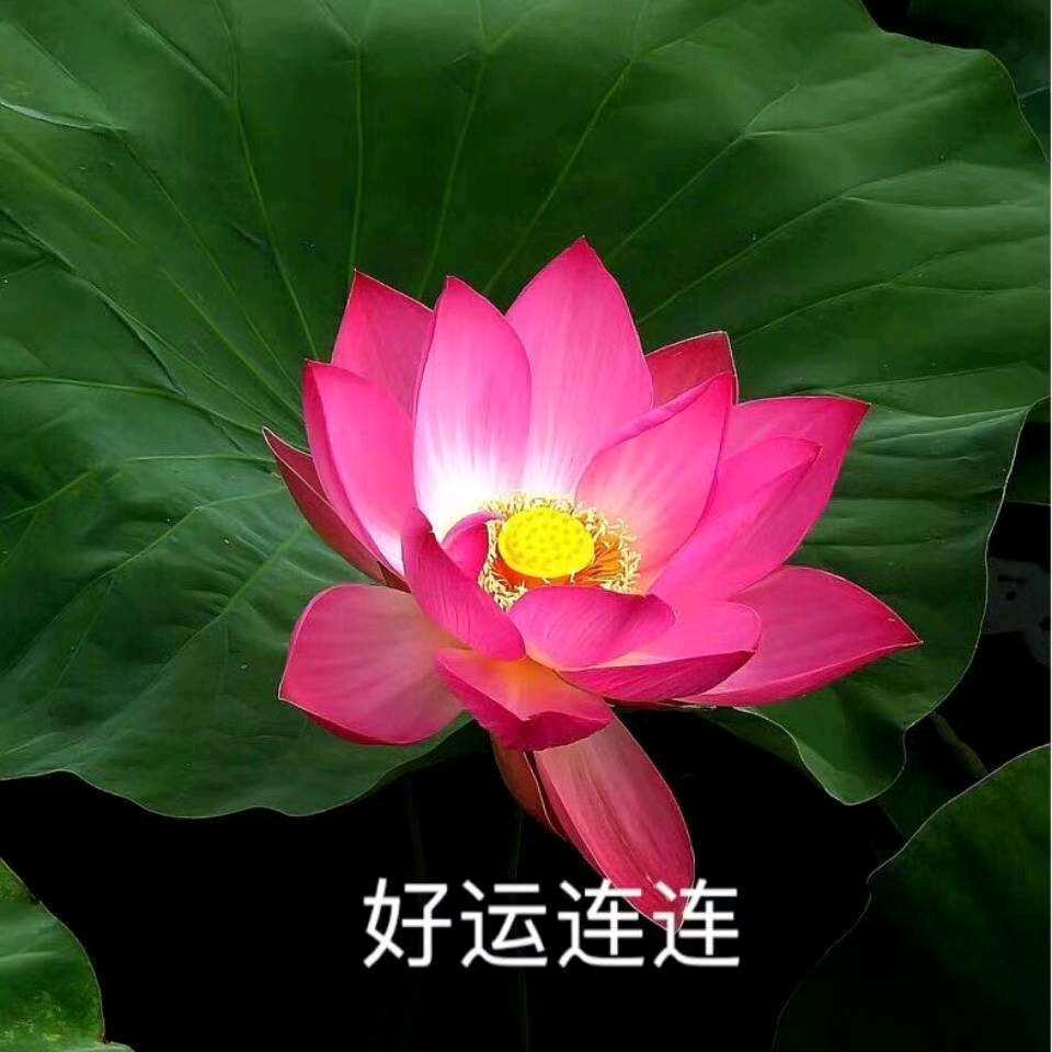 红豆-
