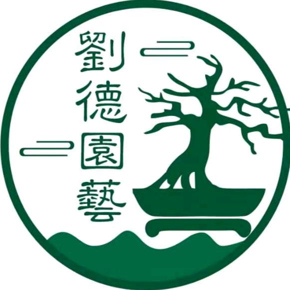 刘德园艺金弹子老鸦柿