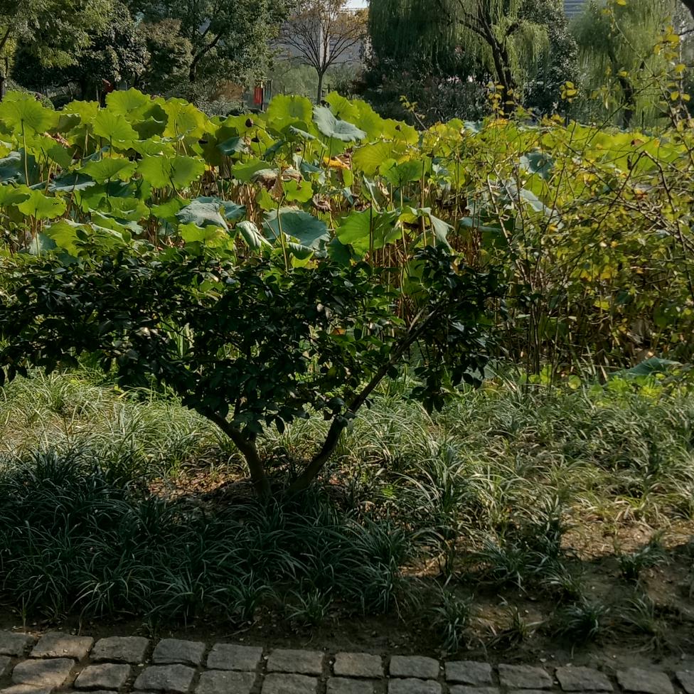 飞龙大哥