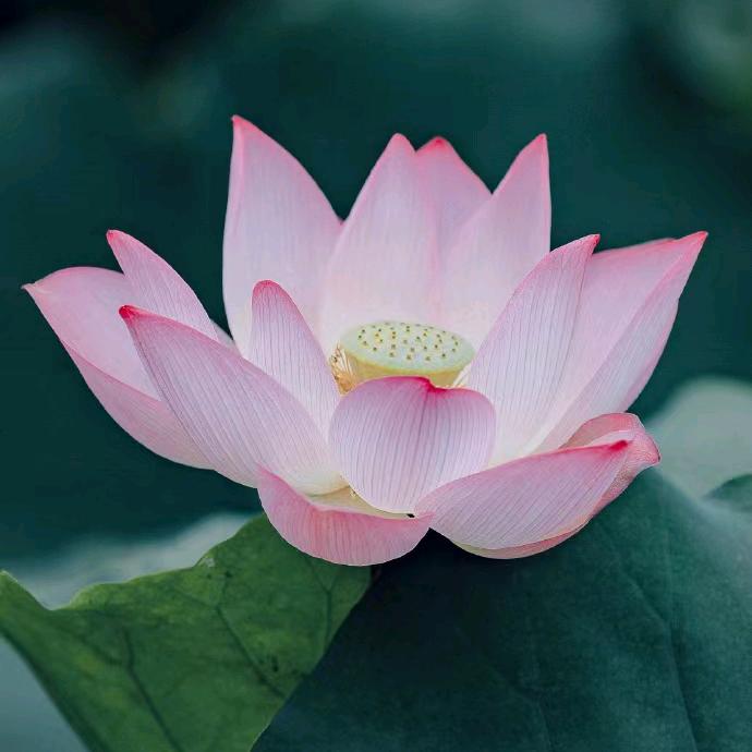 岁月静好◎