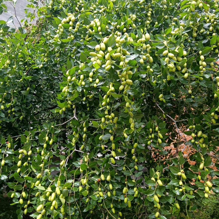 明天过后