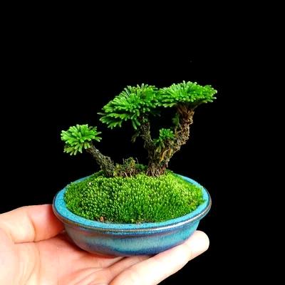 紫娴绿植瑶瑶盆景