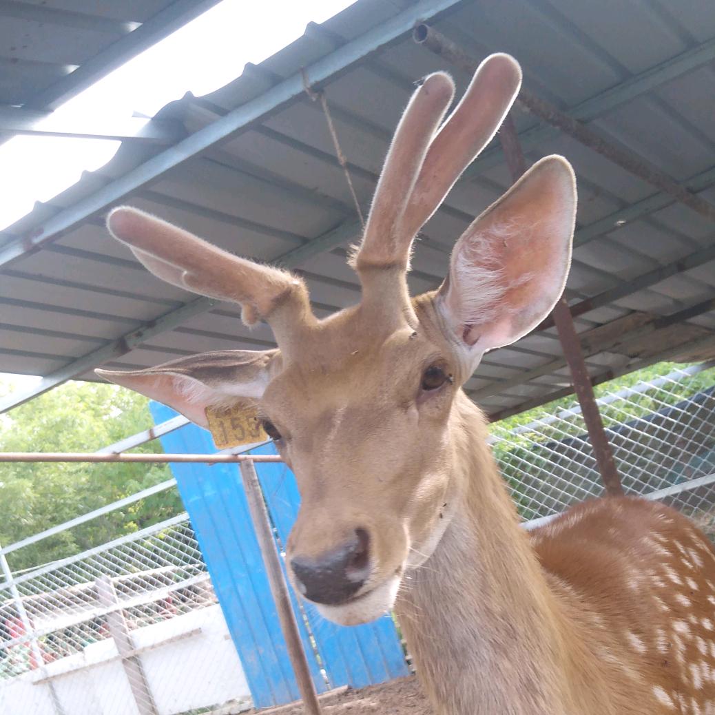 百鹿园农庄梅花鹿养殖