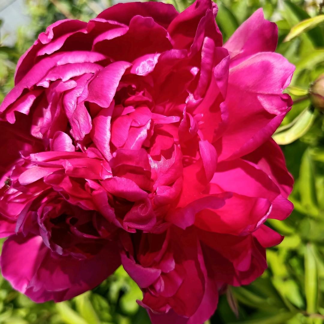 缘
