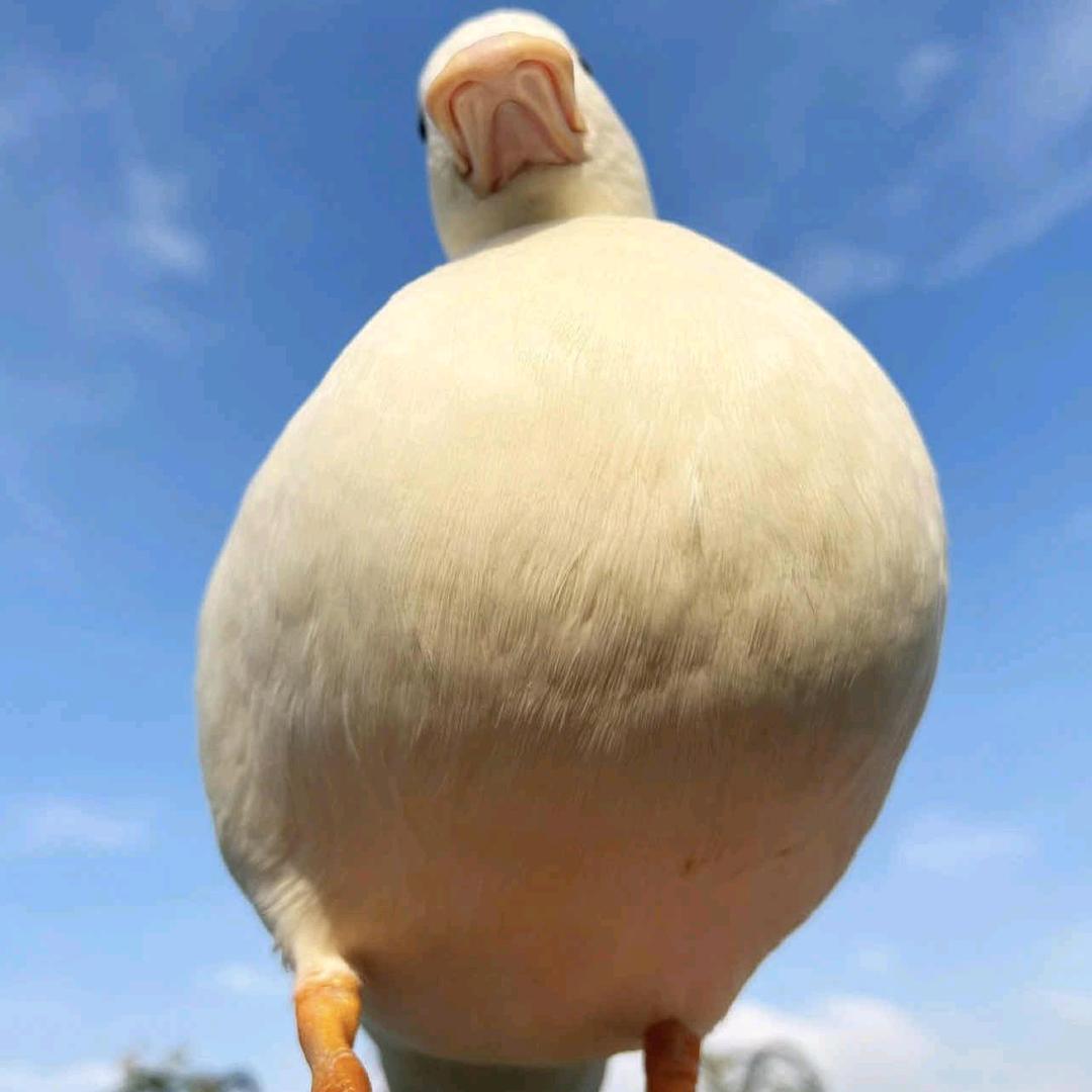 SSSSSS