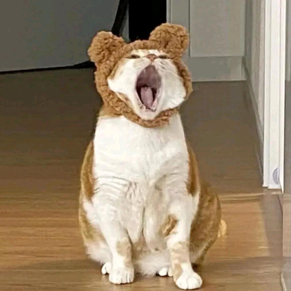 拍照只会比耶Oᴗ<ಣ