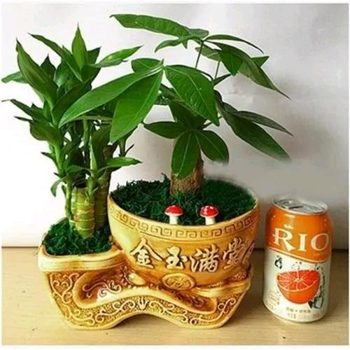 ꧁༺๑未来靠自己๑༻꧂