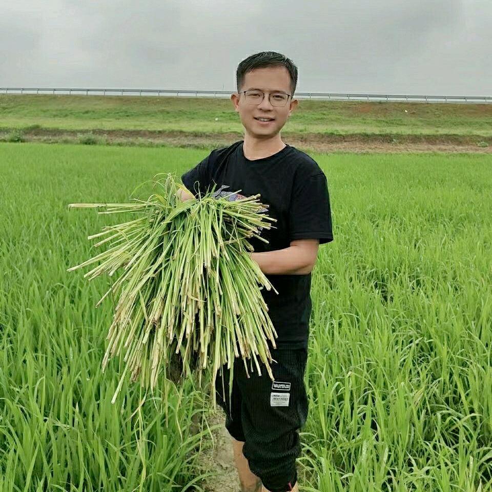 田师傅说稻