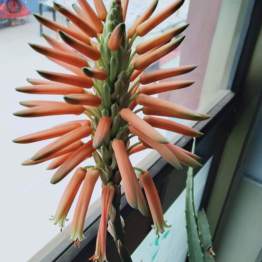 伊卡璐