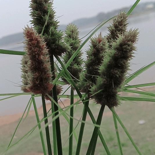 杨柳