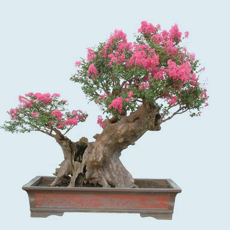 益双月盆景园