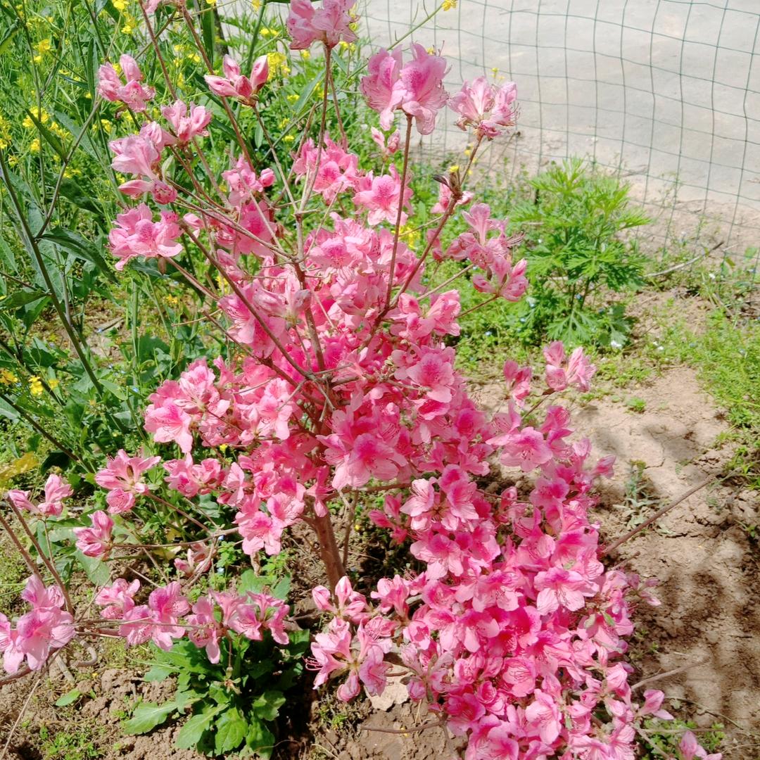 映日荷花
