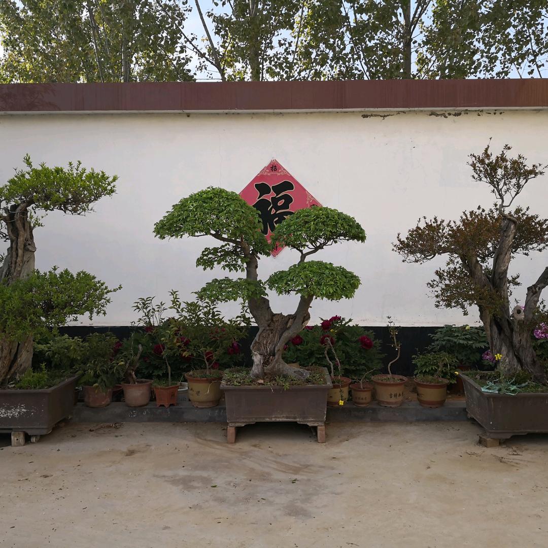 盛菊园