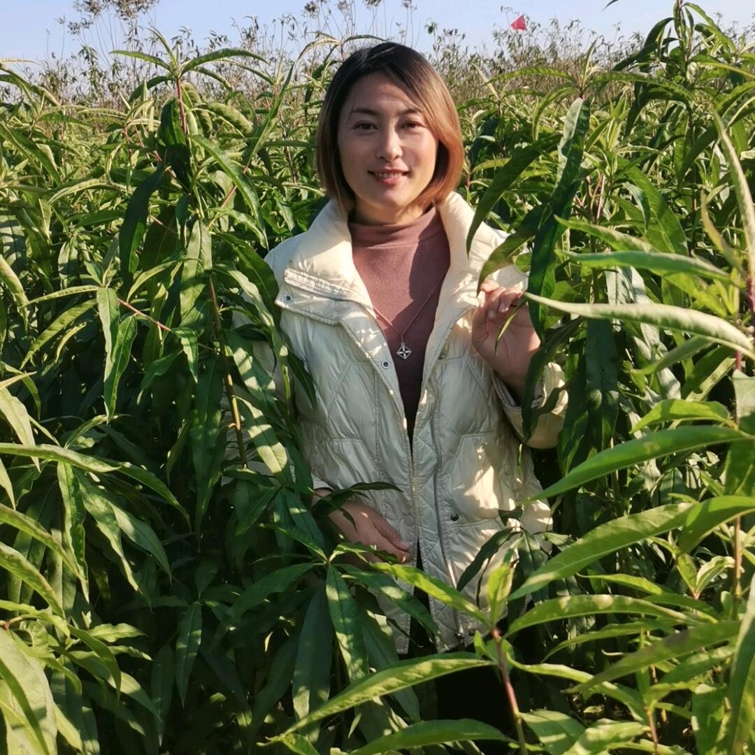 凤焕果业