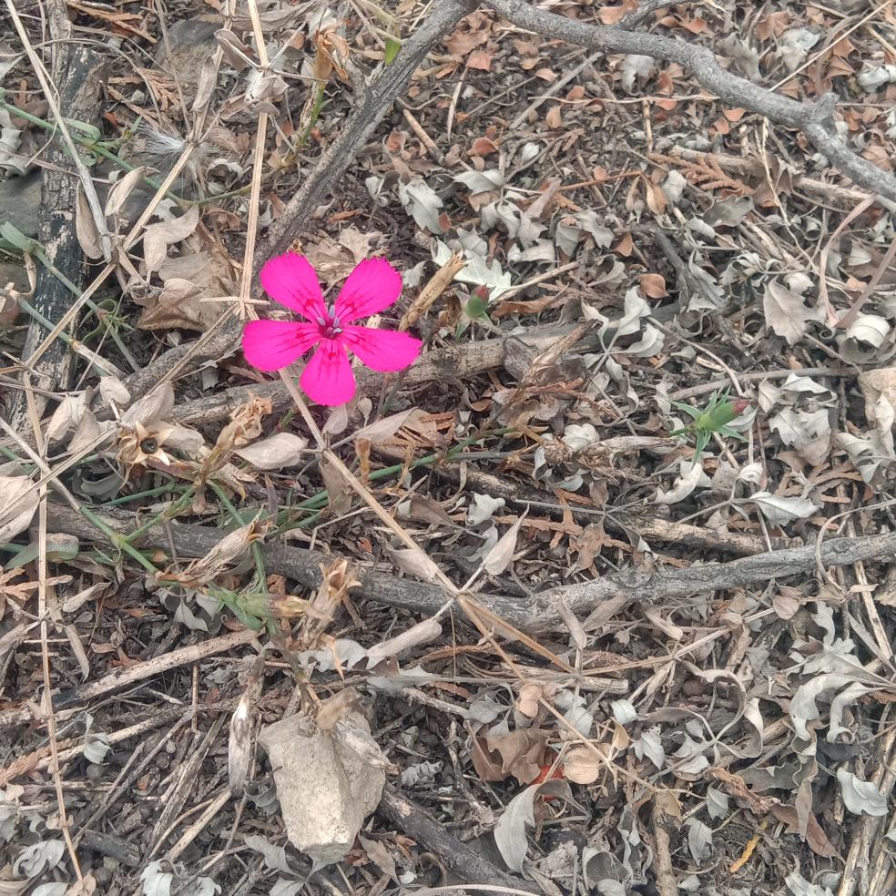 平果