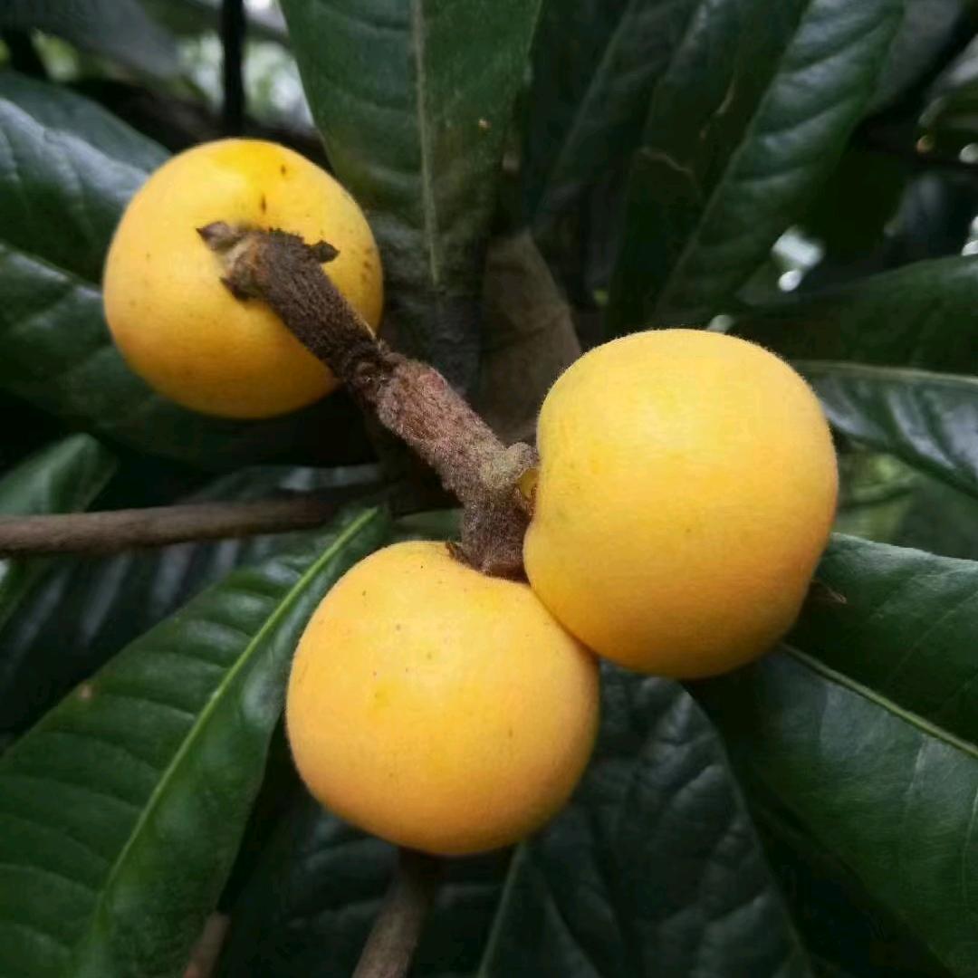 小琴苏州东山白玉枇杷