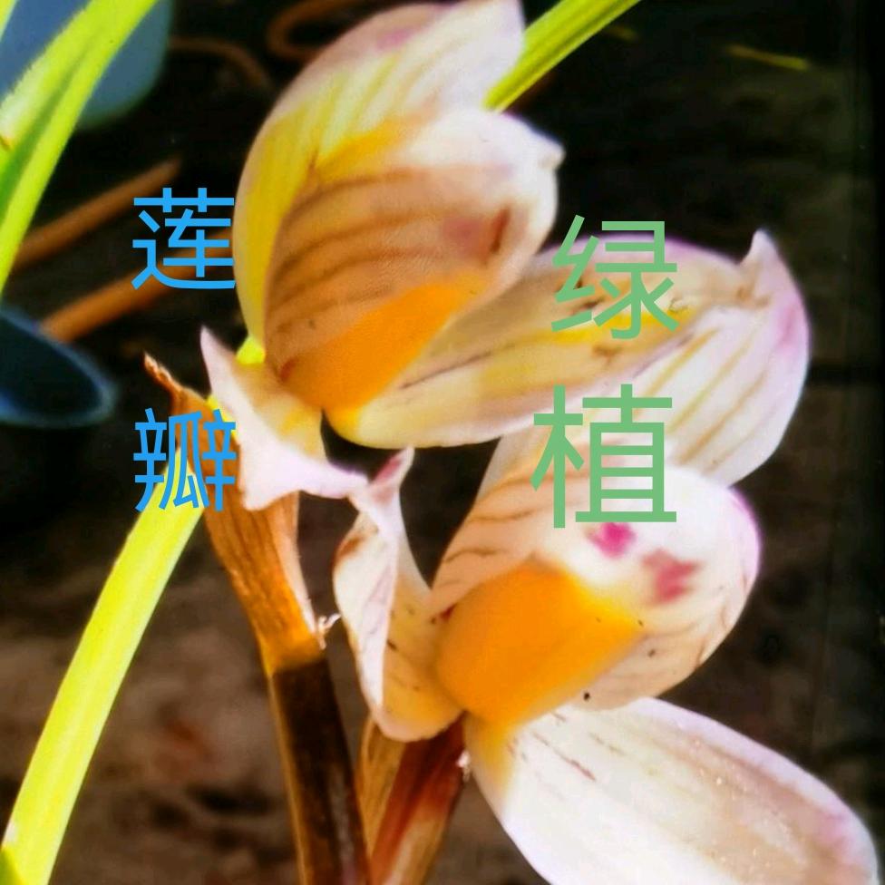 乡村（共生兰园）