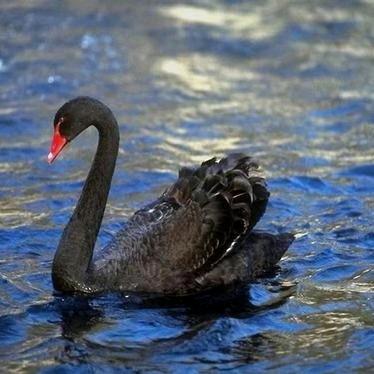 花丹三楼曼妮芬！🍀