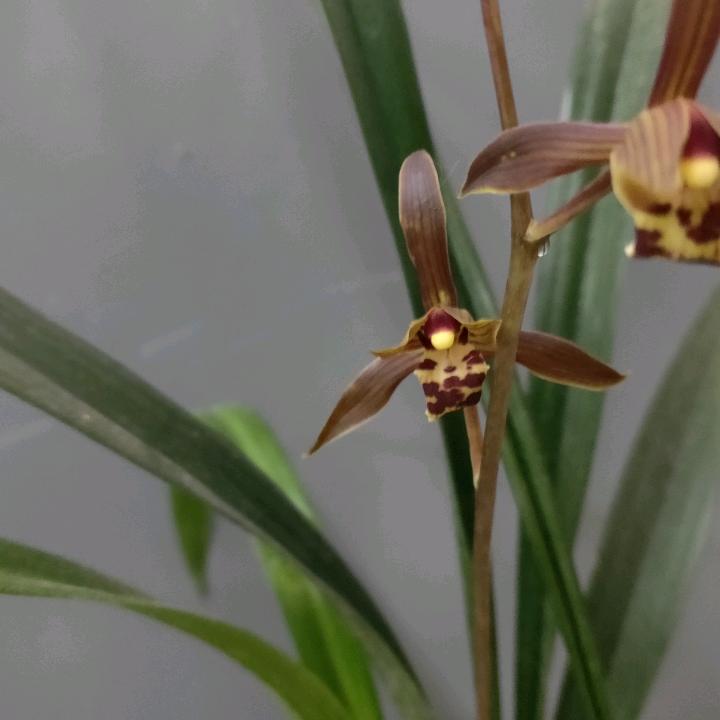 茶人