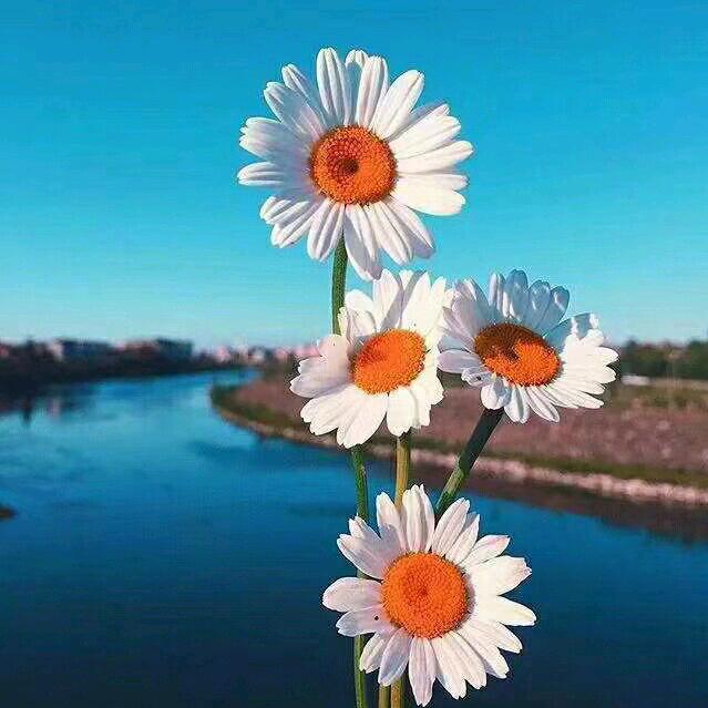 汤圆