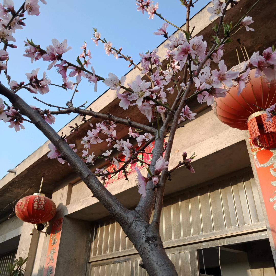 🌻岁月如歌🍀