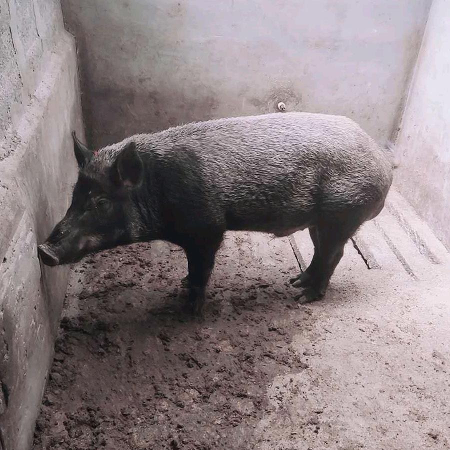 野猪青伺料养殖